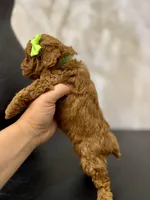 Green female , a female Poodle - Toy  for sale in Spartanburg, SC – 5 of 6