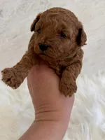 Green female , a female Poodle - Toy  for sale in Spartanburg, SC – Photo 4 of 4