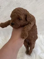 Green female , a female Poodle - Toy  for sale in Spartanburg, SC – Photo 2 of 4