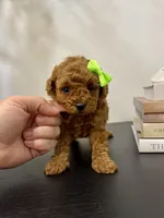 Green female , a female Poodle - Toy  for sale in Spartanburg, SC – 6 of 6