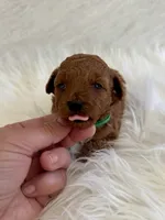 Green female , a female Poodle - Toy  for sale in Spartanburg, SC – Photo 3 of 4