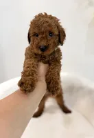 Dark brown male, a male Poodle - Toy  for sale in Spartanburg, SC – 4 of 4