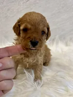 processed/7d52c70b-aec6-4c95-9ab1-12182051f0b7/listing/ef78fdc7-9ef4-4f8c-ad8a-652a9e55680e/0cace99d-6289-4b23-94a8-2b7609f724fc