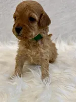 processed/7d52c70b-aec6-4c95-9ab1-12182051f0b7/listing/ef78fdc7-9ef4-4f8c-ad8a-652a9e55680e/6ebfd9df-2cb1-4595-b1dc-6dc3b52e56e6