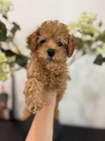 Brown, a male Poodle - Toy  and Poodle - Miniature  for sale in Spartanburg, SC – Photo 2 of 4