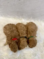 processed/7d52c70b-aec6-4c95-9ab1-12182051f0b7/listing/ef78fdc7-9ef4-4f8c-ad8a-652a9e55680e/7645e3ee-ff7b-4d54-a6a5-c91623c67049