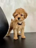 Brown, a male Poodle - Toy  and Poodle - Miniature  for sale in Spartanburg, SC – Photo 4 of 4