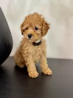 Brown, a male Poodle - Toy  and Poodle - Miniature  for sale in Spartanburg, SC – Photo 3 of 4