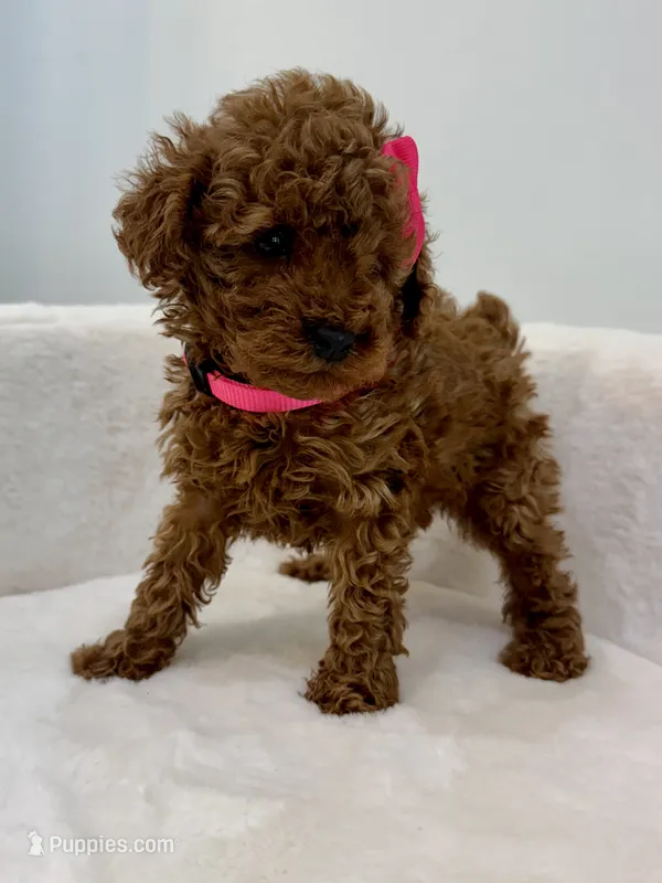 Pink tiny – Poodle - Toy  puppy for sale in Spartanburg, SC