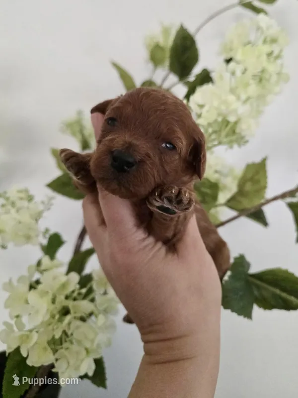 Purple female – Poodle - Toy  puppy for sale in Spartanburg, SC