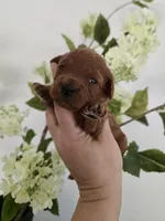 Purple female, a female Poodle - Toy  for sale in Spartanburg, SC – Photo 1 of 4