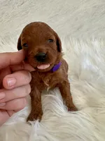Purple female, a female Poodle - Toy  for sale in Spartanburg, SC – Photo 4 of 4