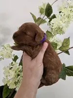 Purple female, a female Poodle - Toy  for sale in Spartanburg, SC – Photo 3 of 4