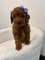 Purple dark red, a female Poodle - Toy  for sale in Spartanburg, SC – Photo 1 of 7