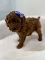 Purple dark red, a female Poodle - Toy  for sale in Spartanburg, SC – Photo 7 of 7