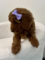 Purple dark red, a female Poodle - Toy  for sale in Spartanburg, SC – Photo 2 of 7