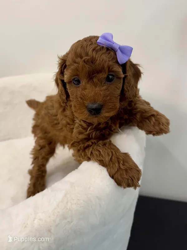Purple dark red – Poodle - Toy  puppy for sale in Spartanburg, SC