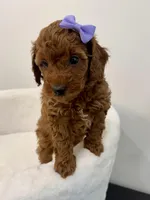 Purple dark red, a female Poodle - Toy  for sale in Spartanburg, SC – Photo 3 of 7