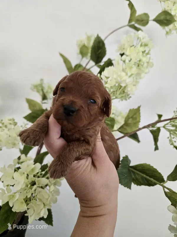 Purple female-dark red – Poodle - Toy  puppy for sale in Spartanburg, SC