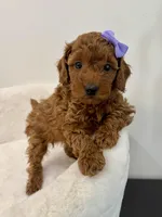 Purple dark red, a female Poodle - Toy  for sale in Spartanburg, SC – Photo 5 of 7