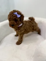 Purple female, a female Poodle - Toy  for sale in Spartanburg, SC – 3 of 5