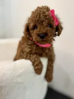 Pink tiny, a female Poodle - Toy  for sale in Spartanburg, SC – 3 of 5