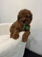 Green male, a male Poodle - Toy  for sale in Spartanburg, SC – 5 of 6
