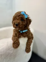 Blue female, a female Poodle - Toy  for sale in Spartanburg, SC – 6 of 7