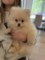Rafin , a male Pomeranian for sale in Spartanburg, SC – 3 of 3