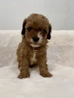 Leo-Cavapoo, a male Cavalier King Charles Spaniel and Poodle - Toy  for sale in Spartanburg, SC – 1 of 5