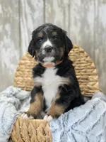 Service dog prospect, a male Bernese Mountain Dog and Bernedoodle for sale in Kansas City, MO – Photo 4 of 5