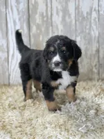 Service dog prospect, a male Bernese Mountain Dog and Bernedoodle for sale in Kansas City, MO – Photo 2 of 5