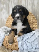 Service dog prospect, a male Bernese Mountain Dog and Bernedoodle for sale in Kansas City, MO – Photo 3 of 5