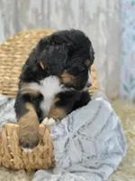 Service dog prospect, a male Bernese Mountain Dog and Bernedoodle for sale in Kansas City, MO – Photo 5 of 5