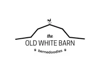 Captain Amelia, a female Bernese Mountain Dog and Bernedoodle for sale in Kansas City, MO – Photo 5 of 7