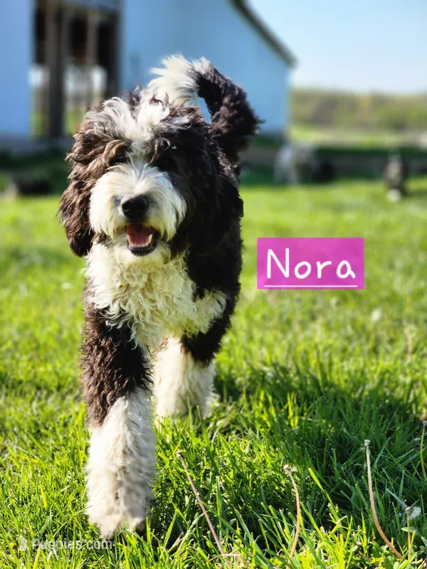 Nora, a female Bernedoodle for sale in Kansas City, MO – Photo 1 of 5