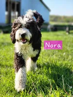 Nora, a female Bernedoodle for sale in Kansas City, MO – Photo 1 of 5