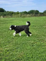 Nora, a female Bernedoodle for sale in Kansas City, MO – Photo 4 of 5