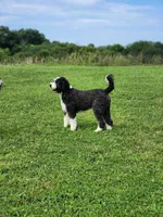 Nora, a female Bernedoodle for sale in Kansas City, MO – Photo 3 of 5