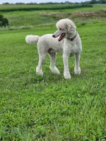 Shiloh, a male Poodle - Standard  for sale in Kansas City, MO – Photo 5 of 6