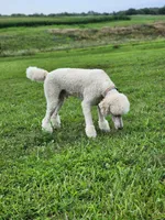 Shiloh, a male Poodle - Standard  for sale in Kansas City, MO – Photo 2 of 6