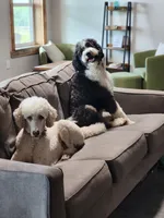 Shiloh, a male Poodle - Standard  for sale in Kansas City, MO – Photo 3 of 6