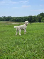 Shiloh, a male Poodle - Standard  for sale in Kansas City, MO – Photo 1 of 6
