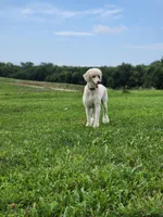 Shiloh, a male Poodle - Standard  for sale in Kansas City, MO – Photo 6 of 6