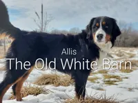 Uh-huh, a male Bernese Mountain Dog and Bernedoodle for sale in Kansas City, MO – Photo 5 of 6