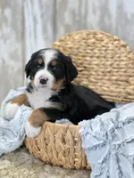 Uh-huh, a male Bernese Mountain Dog and Bernedoodle for sale in Kansas City, MO – Photo 3 of 6