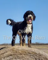 Uh-huh, a male Bernese Mountain Dog and Bernedoodle for sale in Kansas City, MO – Photo 6 of 6