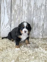 Uh-huh, a male Bernese Mountain Dog and Bernedoodle for sale in Kansas City, MO – Photo 2 of 6