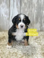 Uh-huh, a male Bernese Mountain Dog and Bernedoodle for sale in Kansas City, MO – Photo 1 of 6