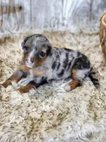 Captain Amelia, a female Bernese Mountain Dog and Bernedoodle for sale in Kansas City, MO – Photo 1 of 7